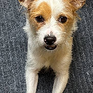Poppi joined the competition — help win amazing prizes! dog, small_dog, white_fur, brown_fur, pet, animal, lying_down, carpet, curious, ears, face, front_legs, whiskers, cute, indoor, looking_up, fur_texture, close_up, domestic_animal, canine