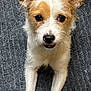 dog, small_dog, white_fur, brown_fur, pet, animal, lying_down, carpet, curious, ears, face, front_legs, whiskers, cute, indoor, looking_up, fur_texture, close_up, domestic_animal, canine