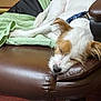 Poppi joined the competition — help win amazing prizes! brown, calm, canine, chair, closeup, collar, comfortable, cozy, dog, domestic_animal, fur, indoor, leather, pet, quiet, relaxed, resting, sleeping, white, wooden_floor