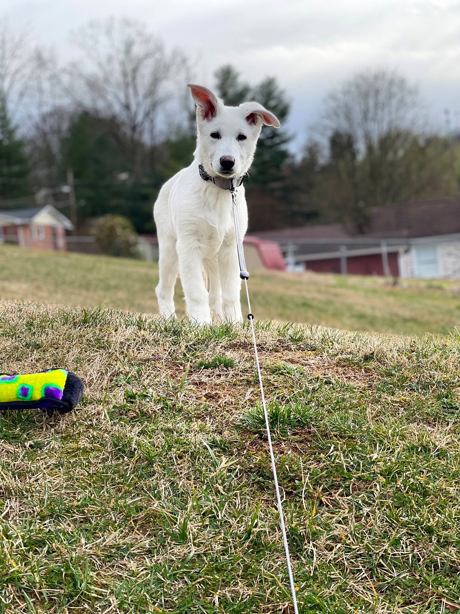 Whisper is registered to the contest to win money with this photo: canidae, carnivore, cloud, companion_dog, dog, dog_breed, dog_sports, fence, grass, grassland, meadow, pasture, plant, recreation, sky, sporting_group, tail, tree, working_animal, working_dog