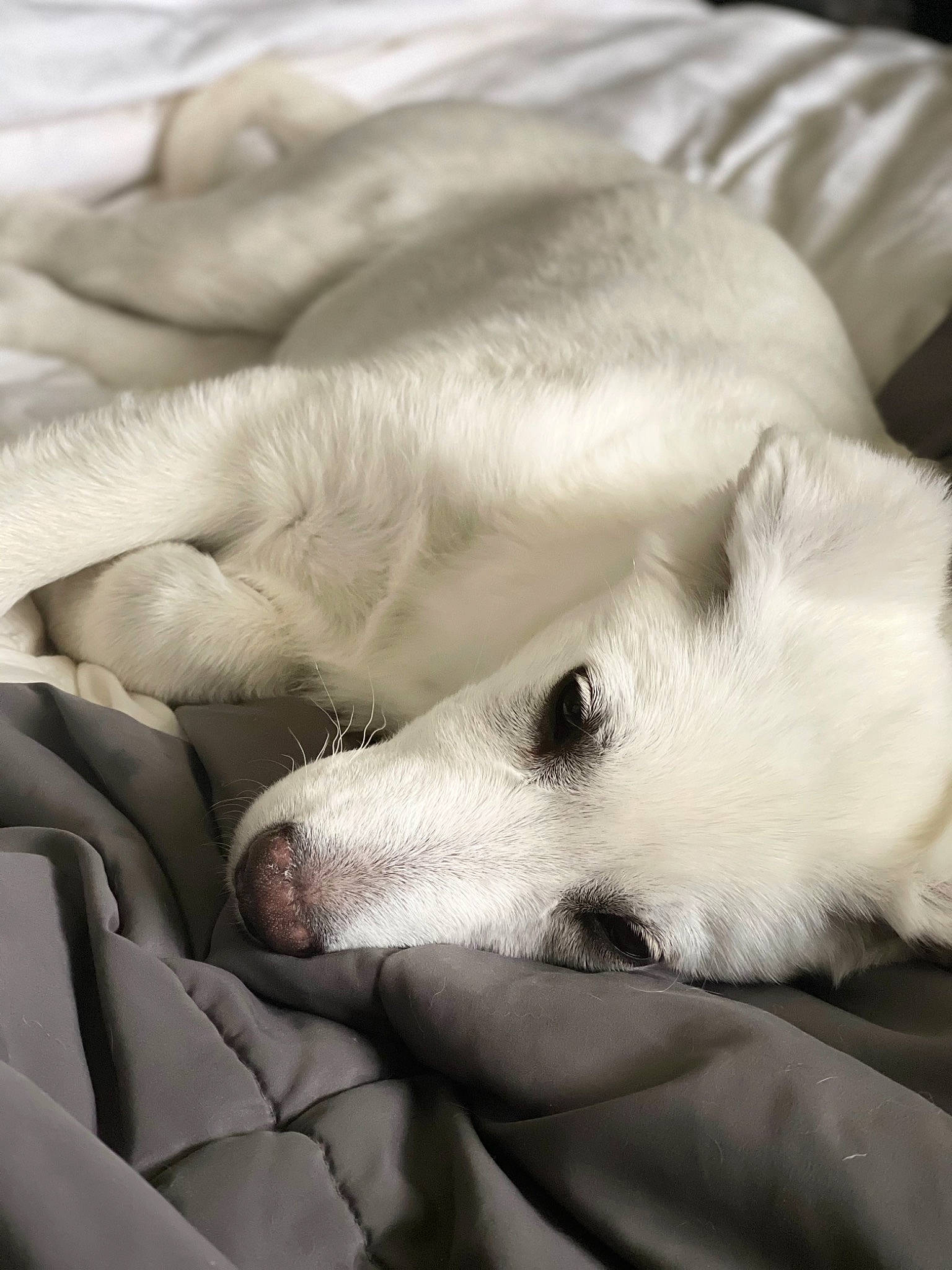 Whisper is registered to the contest to win money with this photo: aircraft, canidae, carnivore, comfort, companion_dog, dog, dog_breed, fawn, fur, jaw, monochrome, monochrome_photography, nap, paw, puppy, snout, sporting_group, terrestrial_animal, whiskers, working_animal