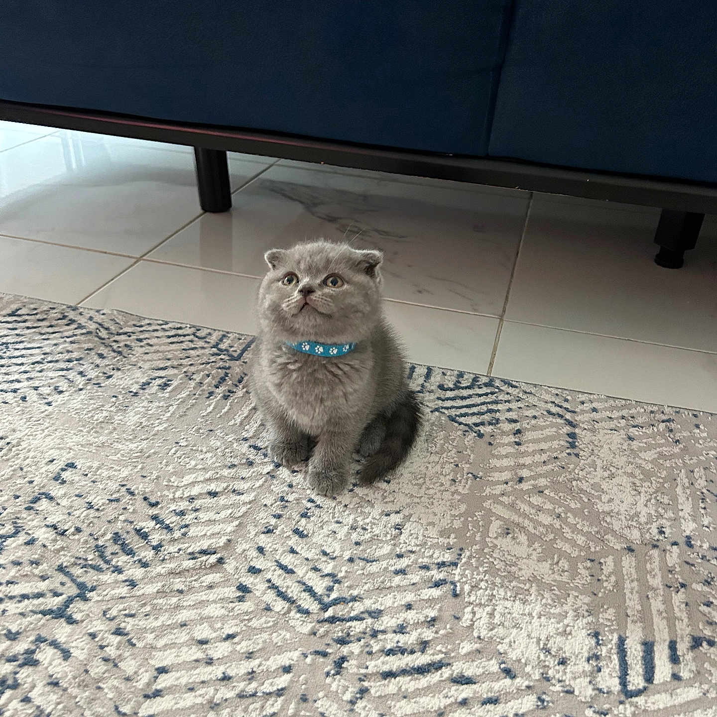 Duman participe au concours pour gagner de l'argent avec cette photo : animal, architecture, building, canine, cat, coffeetable, couch, furniture, hardwood, homedecor, indoors, interiordesign, kitten, livingroom, manx, pet, room, siamese, table, wood