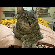 Hunter is registered to the contest to win money with this photo: animal, bedroom, blanket, cat, cozy, cute, domestic, feline, fur, gray_tabby, indoor, paws, pet, pink_blanket, relaxed, resting, sleepy, whiskers, window, yellow_blanket