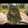 animal, bedroom, blanket, cat, cozy, cute, domestic, feline, fur, gray_tabby, indoor, paws, pet, pink_blanket, relaxed, resting, sleepy, whiskers, window, yellow_blanket