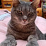 Hunter joined the competition — help win amazing prizes! animal, bed, blanket, cat, close_up, cozy, domestic_animal, ears, feline, fur, gray_tabby, home, indoor, looking_at_camera, paws, pet, portrait, relaxed, whiskers, wooden_furniture