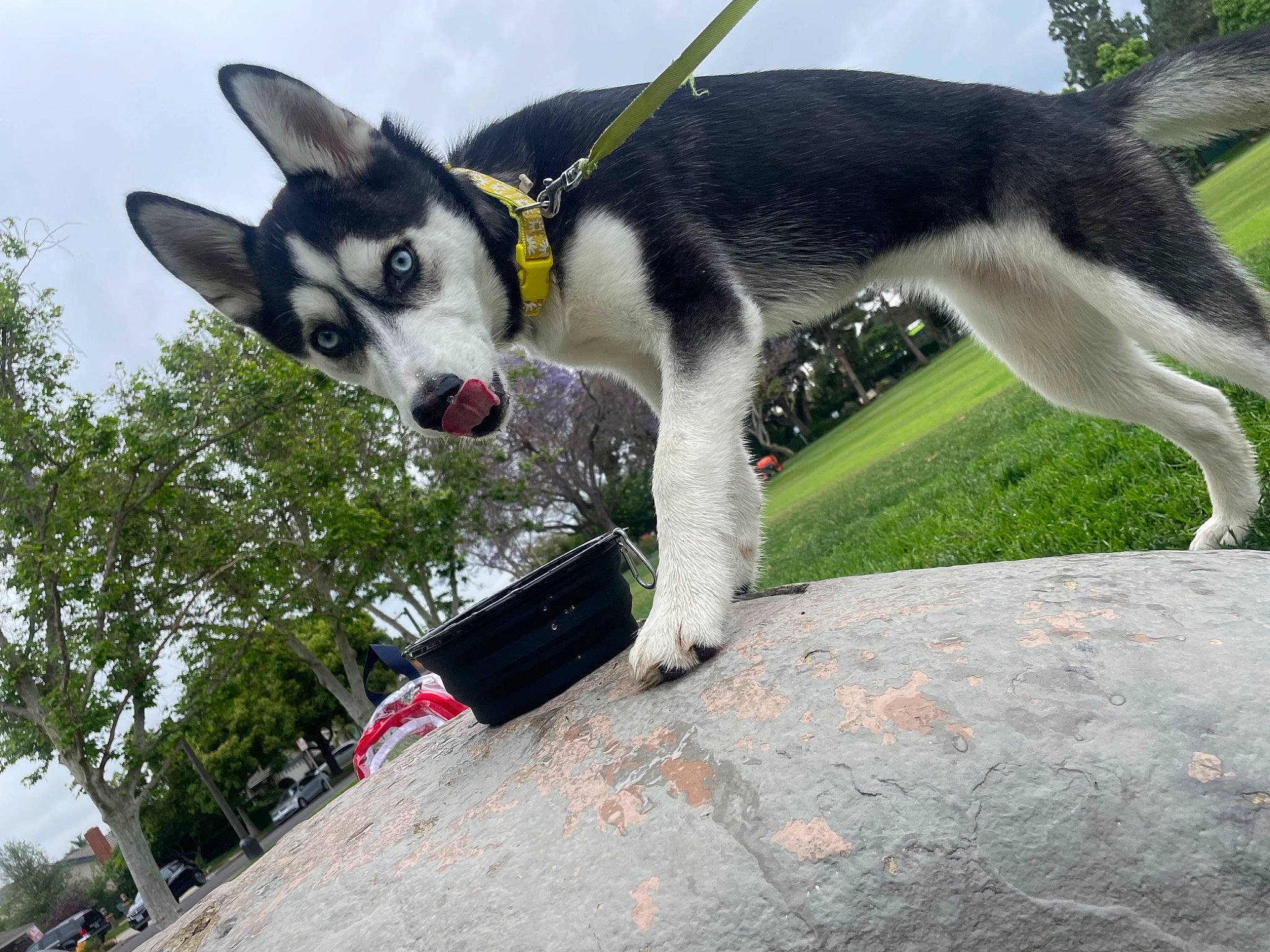 Phantom joined the competition — help win amazing prizes! canidae, carnivore, cloud, collar, companion_dog, dog, dog_breed, dog_collar, felidae, grass, herding_dog, plant, recreation, sky, small_to_medium_sized_cats, snout, sporting_group, tail, tree, working_dog
