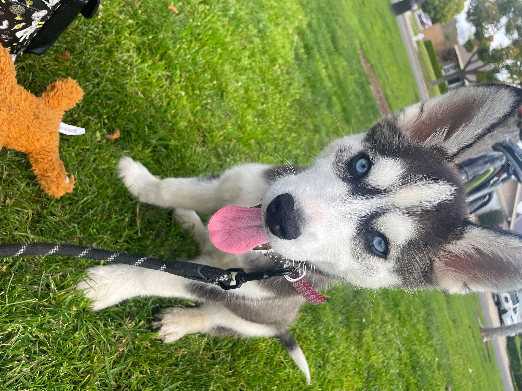 Phantom is registered to the contest to win money with this photo: ancient_dog_breeds, carnivore, collar, companion_dog, dog, dog_breed, fur, grass, mammal, non_sporting_group, plant, recreation, siberian_husky, sled_dog, sporting_group, tail, tree, vertebrate, working_animal, working_dog