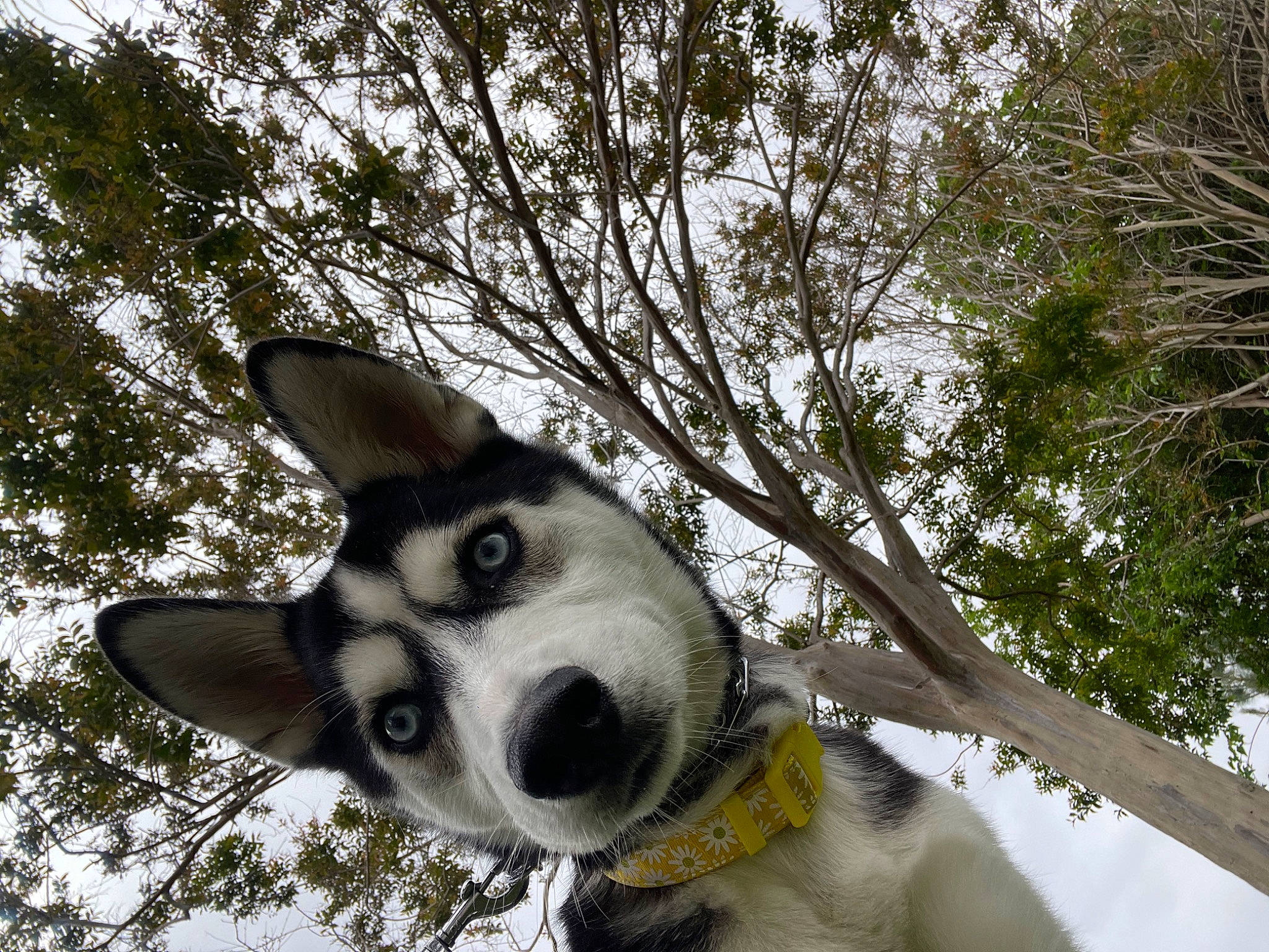 Phantom joined the competition — help win amazing prizes! canidae, carnivore, collar, companion_dog, dog, dog_breed, dog_collar, eye, fur, paw, sky, snout, sporting_group, terrestrial_animal, tree, twig, whiskers, window, working_animal, working_dog