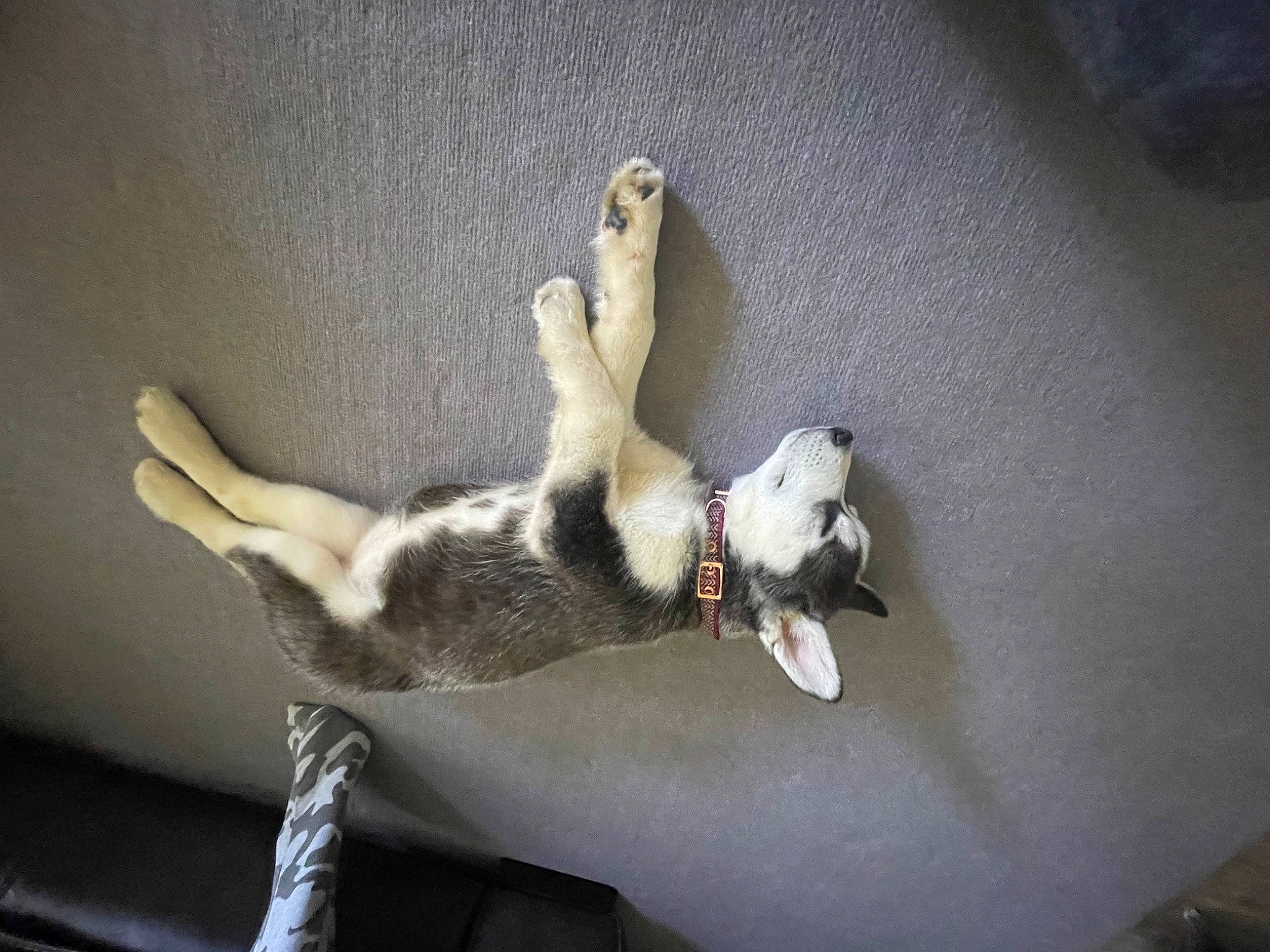 Phantom is registered to the contest to win money with this photo: canidae, carnivore, claw, comfort, companion_dog, dog_breed, fawn, felidae, fur, non_sporting_group, paw, pet_supply, room, small_to_medium_sized_cats, sporting_group, tail, whiskers, wing, wood