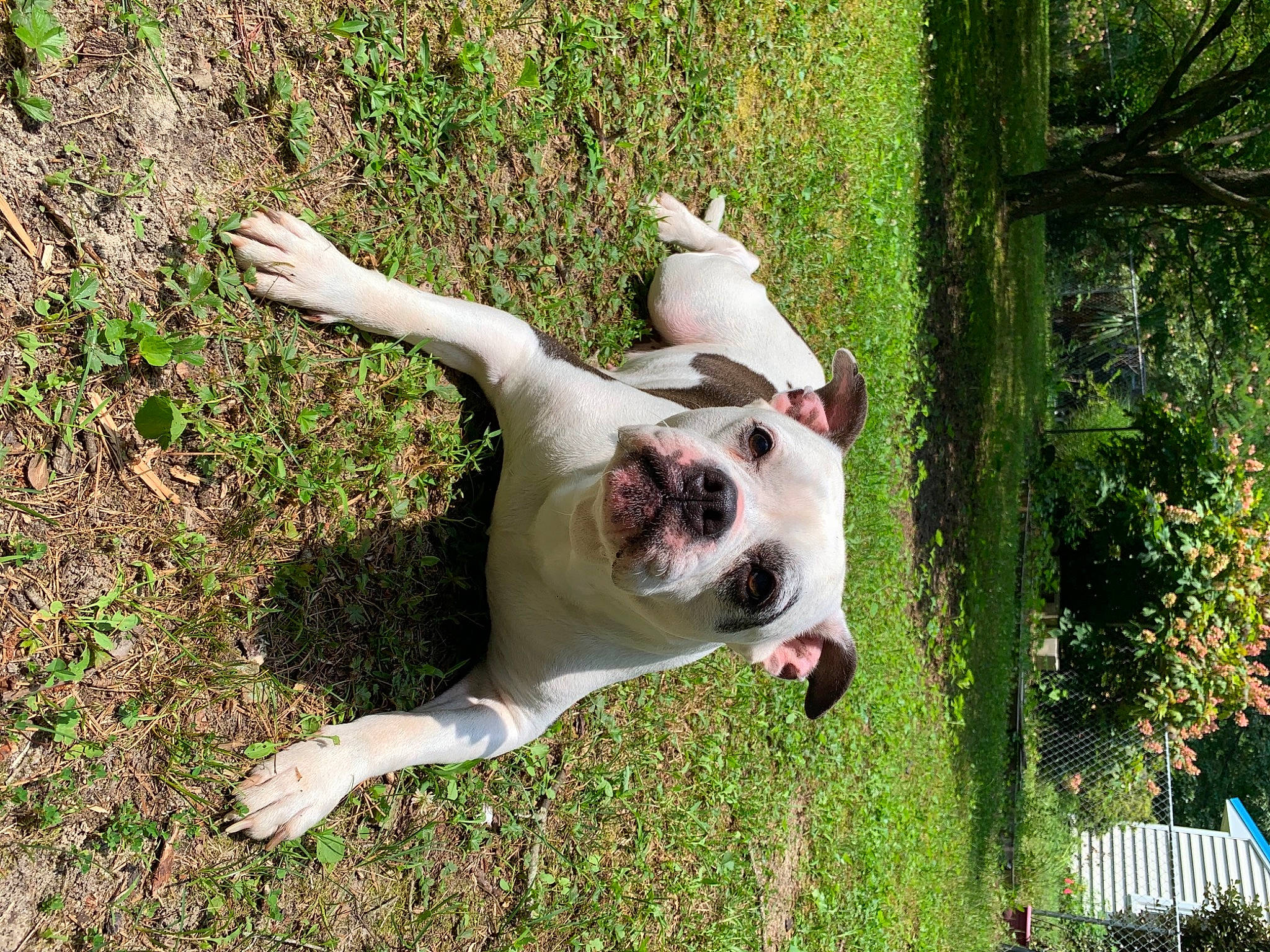 Daisey Mae is registered to the contest to win money with this photo: canidae, carnivore, companion_dog, dog, dog_breed, dog_collar, dogo_guatemalteco, fawn, grass, green, non_sporting_group, plant, sporting_group, tail, terrestrial_animal, tree, working_animal