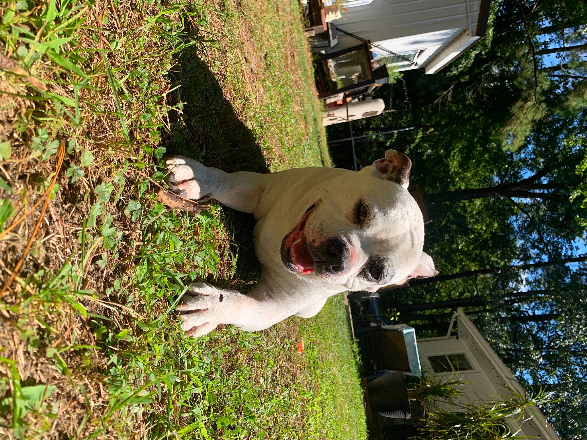 Daisey Mae is registered to the contest to win money with this photo: adventure, canidae, carnivore, collar, companion_dog, dog, dog_breed, dog_collar, fawn, grass, non_sporting_group, plant, sporting_group, tail, tree, working_animal, working_dog