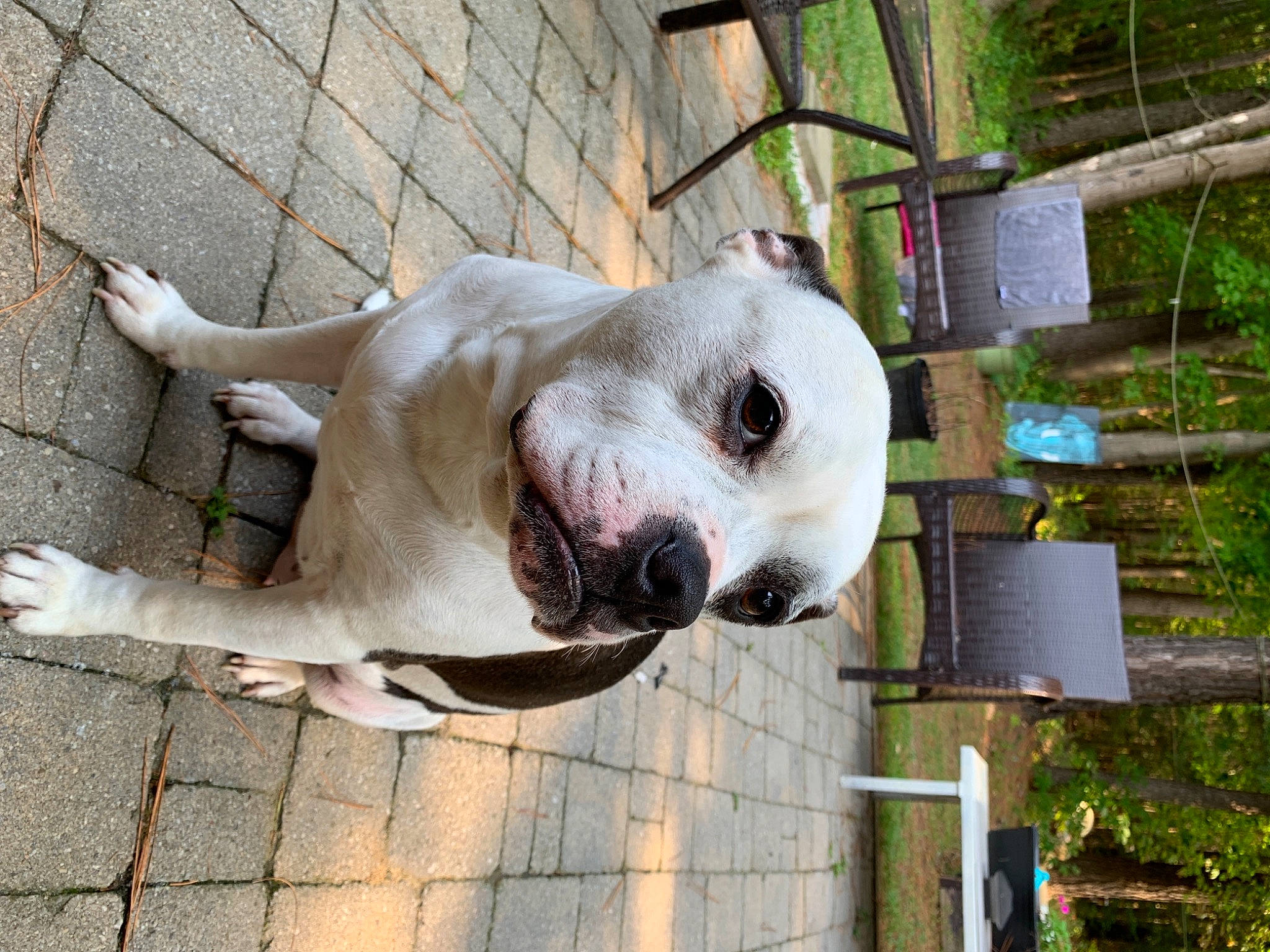 Daisey Mae is registered to the contest to win money with this photo: animal_shelter, ball, carnivore, collar, companion_dog, dog, dog_breed, dog_collar, dog_supply, fawn, fence, grass, pet_supply, plant, snout, sporting_group, terrestrial_animal, tree, whiskers, working_animal