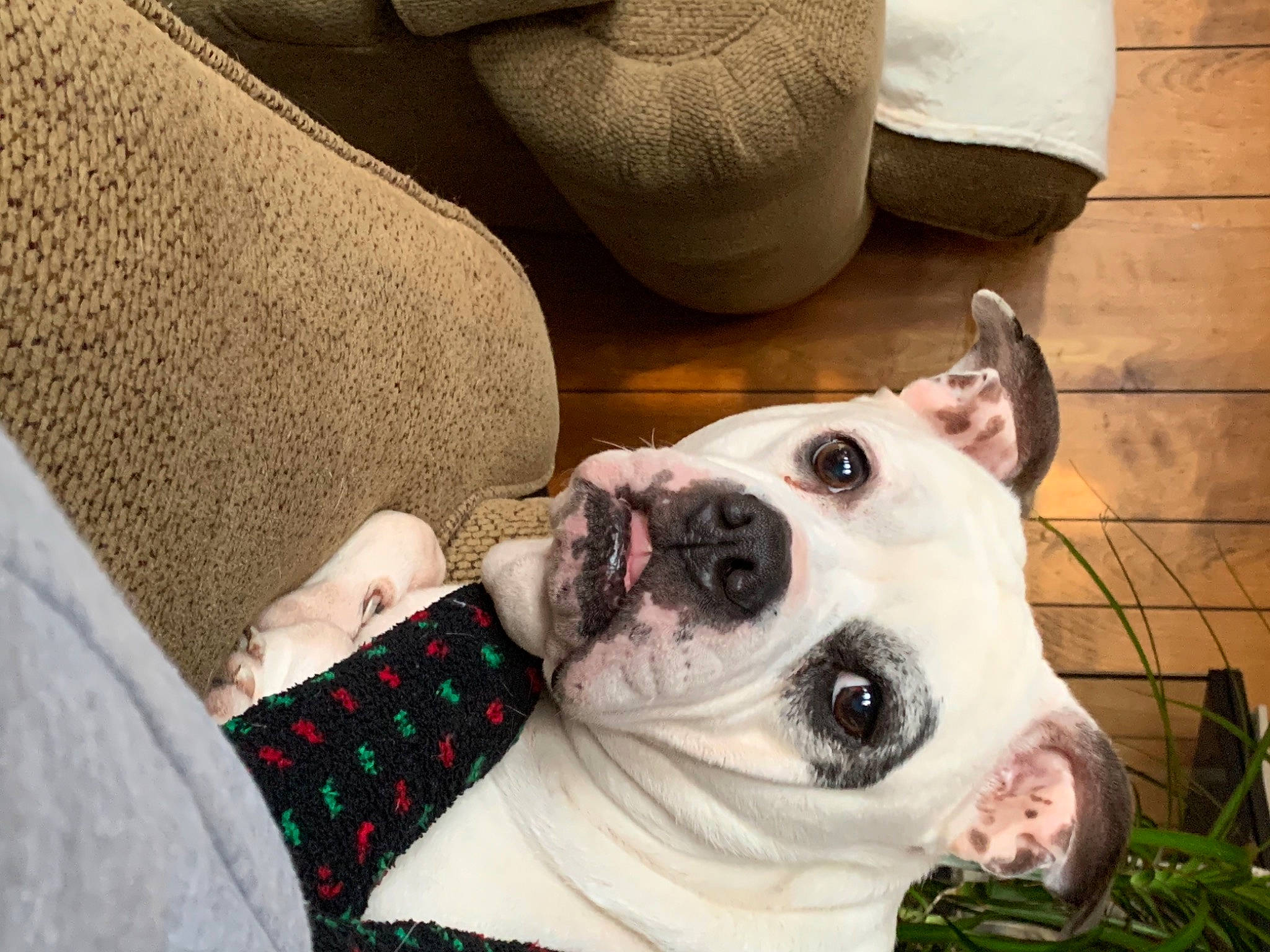 Daisey Mae joined the competition — help win amazing prizes! canidae, carnivore, collar, comfort, companion_dog, couch, dog, dog_breed, dog_collar, dog_supply, fawn, flowerpot, fur, pattern, plant, snout, sporting_group, terrestrial_animal, whiskers, working_animal