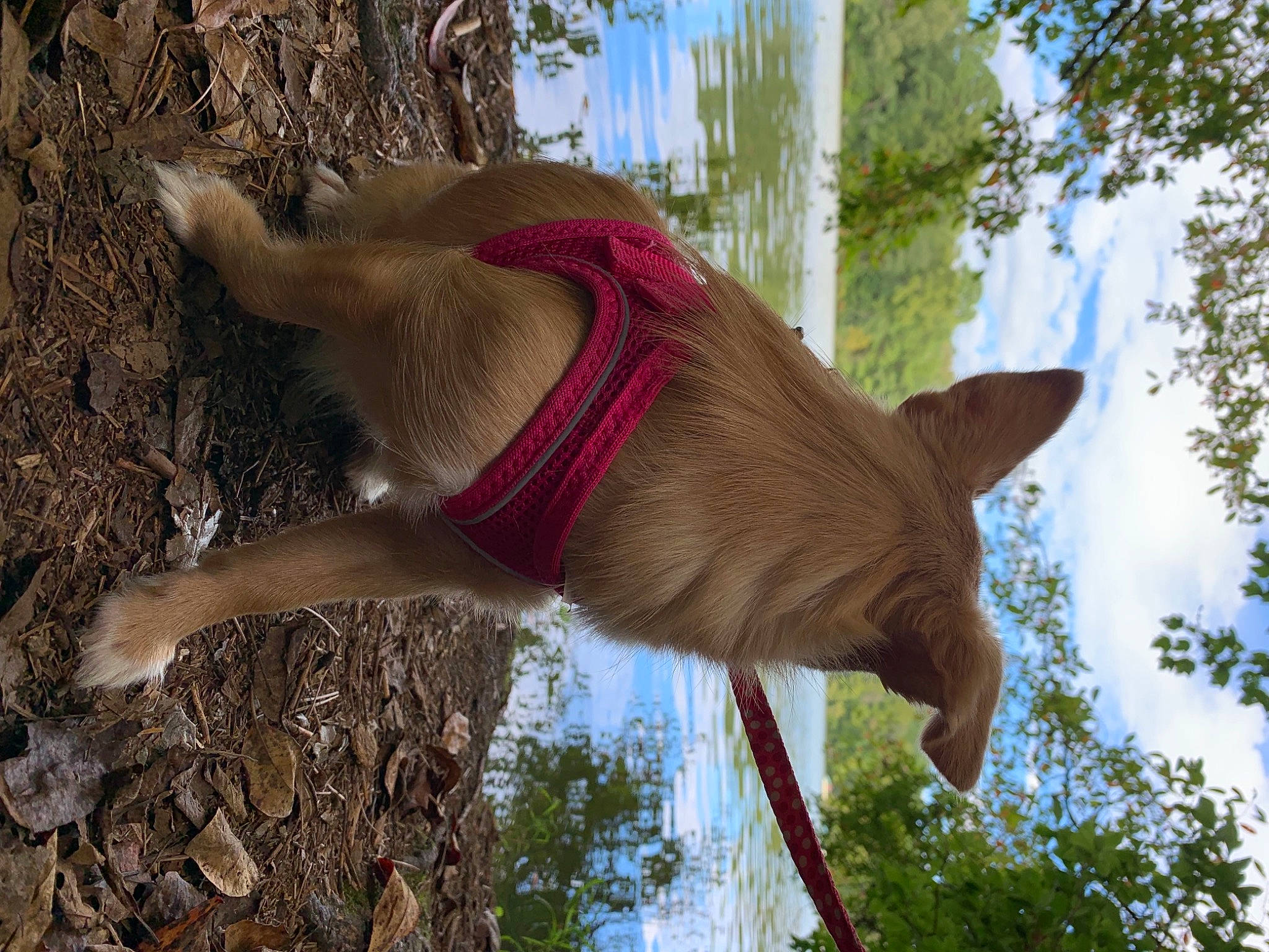 Peaches joined the competition — help win amazing prizes! cloud, fawn, grass, liver, livestock, mammal, marsupial, organism, plant, sky, snout, tail, terrestrial_animal, tree, trunk, twig, vertebrate, wildlife, wood, working_animal