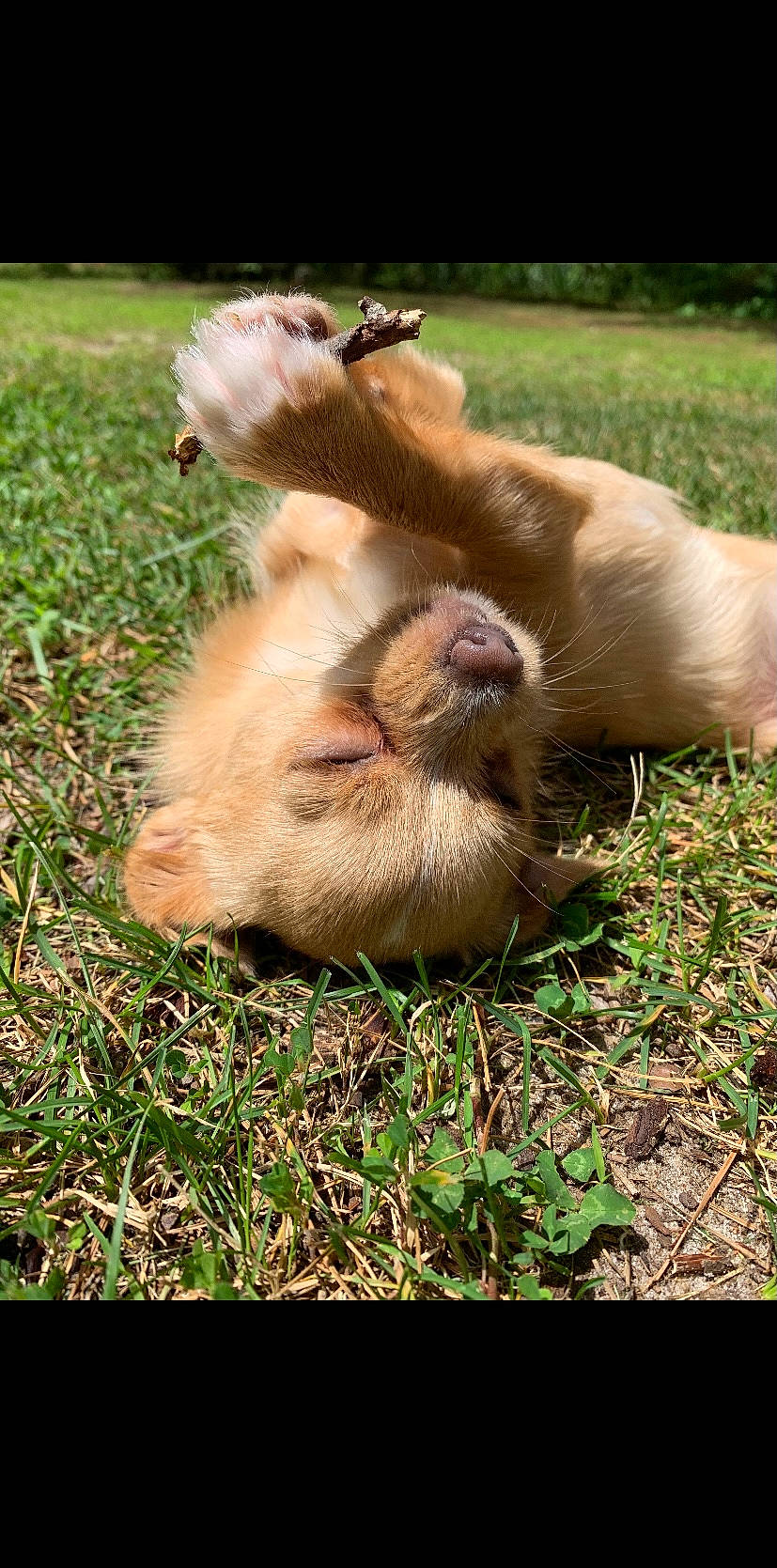 Peaches joined the competition — help win amazing prizes! canidae, claw, companion_dog, dog_breed, fawn, felidae, fur, gesture, grass, human_leg, liver, macaque, paw, plant, primate, rhesus_macaque, snout, sporting_group, tail, terrestrial_animal