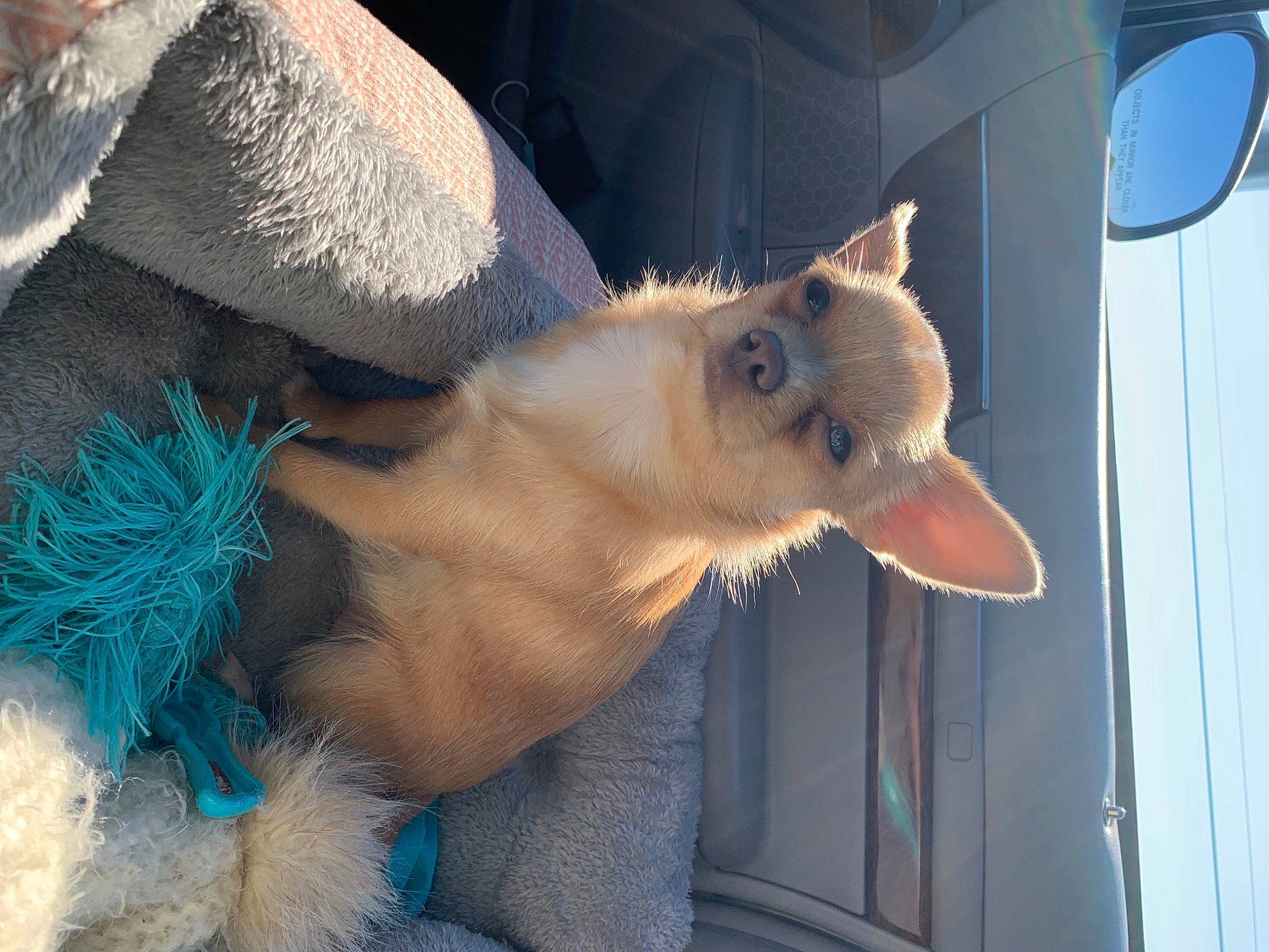 Peaches is registered to the contest to win money with this photo: beard, blue, carnivore, cat, claw, dog_breed, electric_blue, fawn, feather, felidae, fur, paw, small_to_medium_sized_cats, snout, sunglasses, tail, thai, whiskers, window, wing