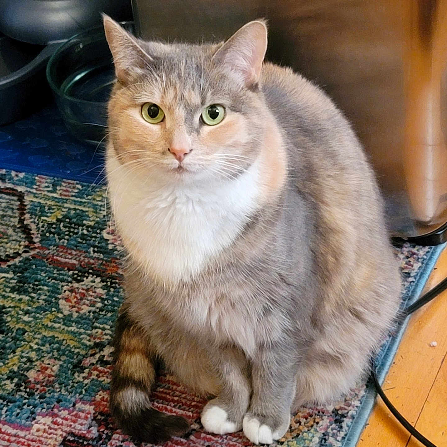 Angel