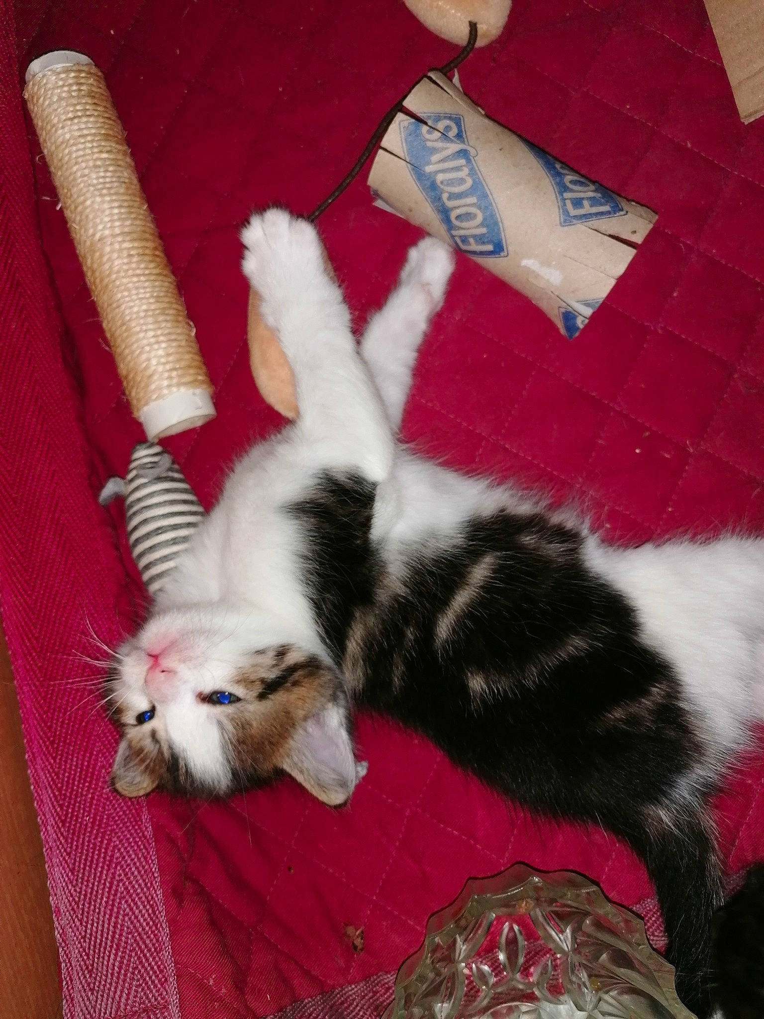 Pistache participe au concours pour gagner de l'argent avec cette photo : canidae, carnivore, cat, dog_breed, fawn, felidae, fur, kitten, paw, small_to_medium_sized_cats, tail, whiskers