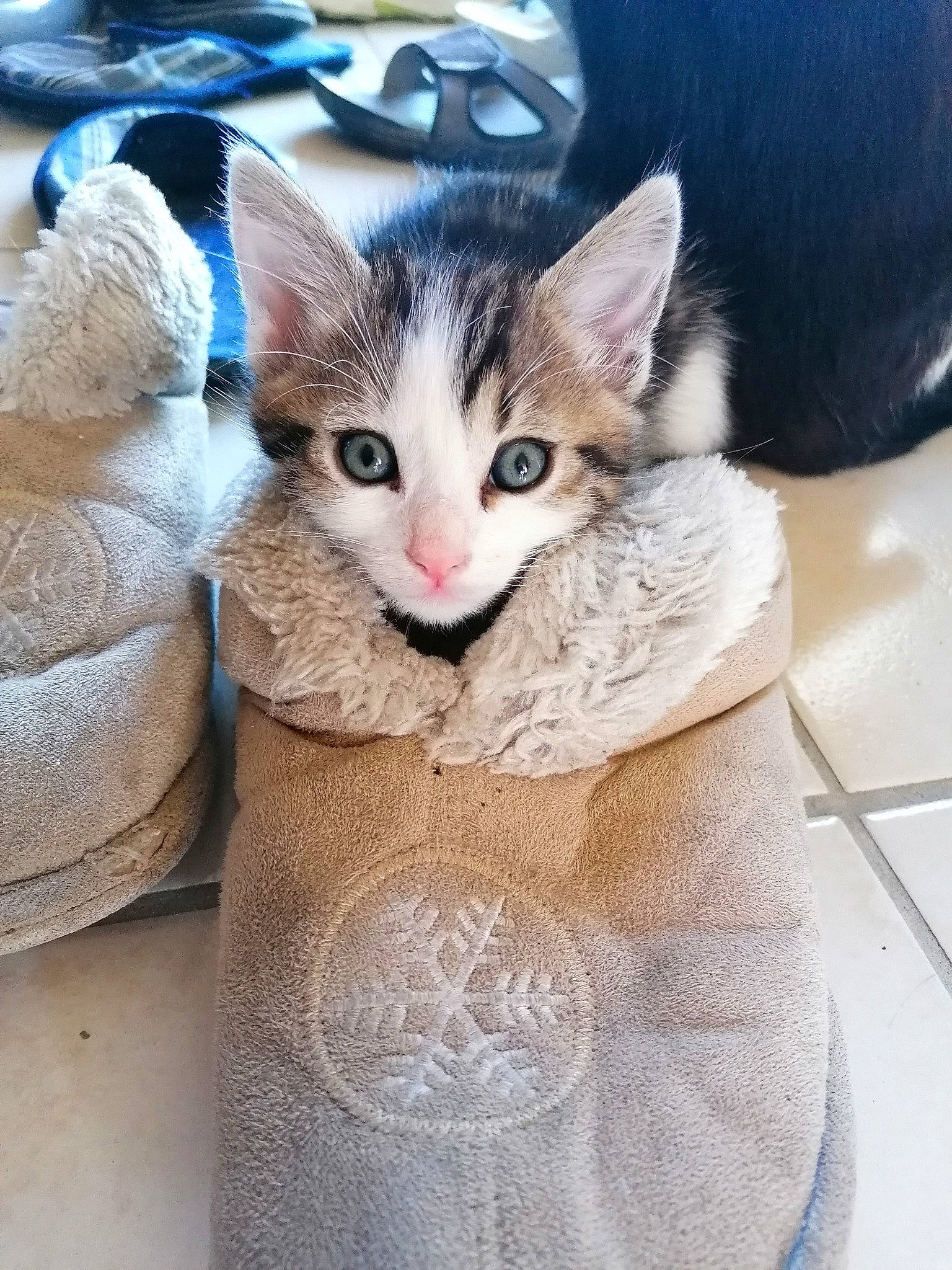 Pistache participe au concours pour gagner de l'argent avec cette photo : aegean_cat, american_wirehair, asian, carnivore, cat, domestic_short_haired_cat, european_shorthair, fawn, felidae, german_rex, kitten, mammal, ojos_azules, small_to_medium_sized_cats, tabby_cat, whiskers