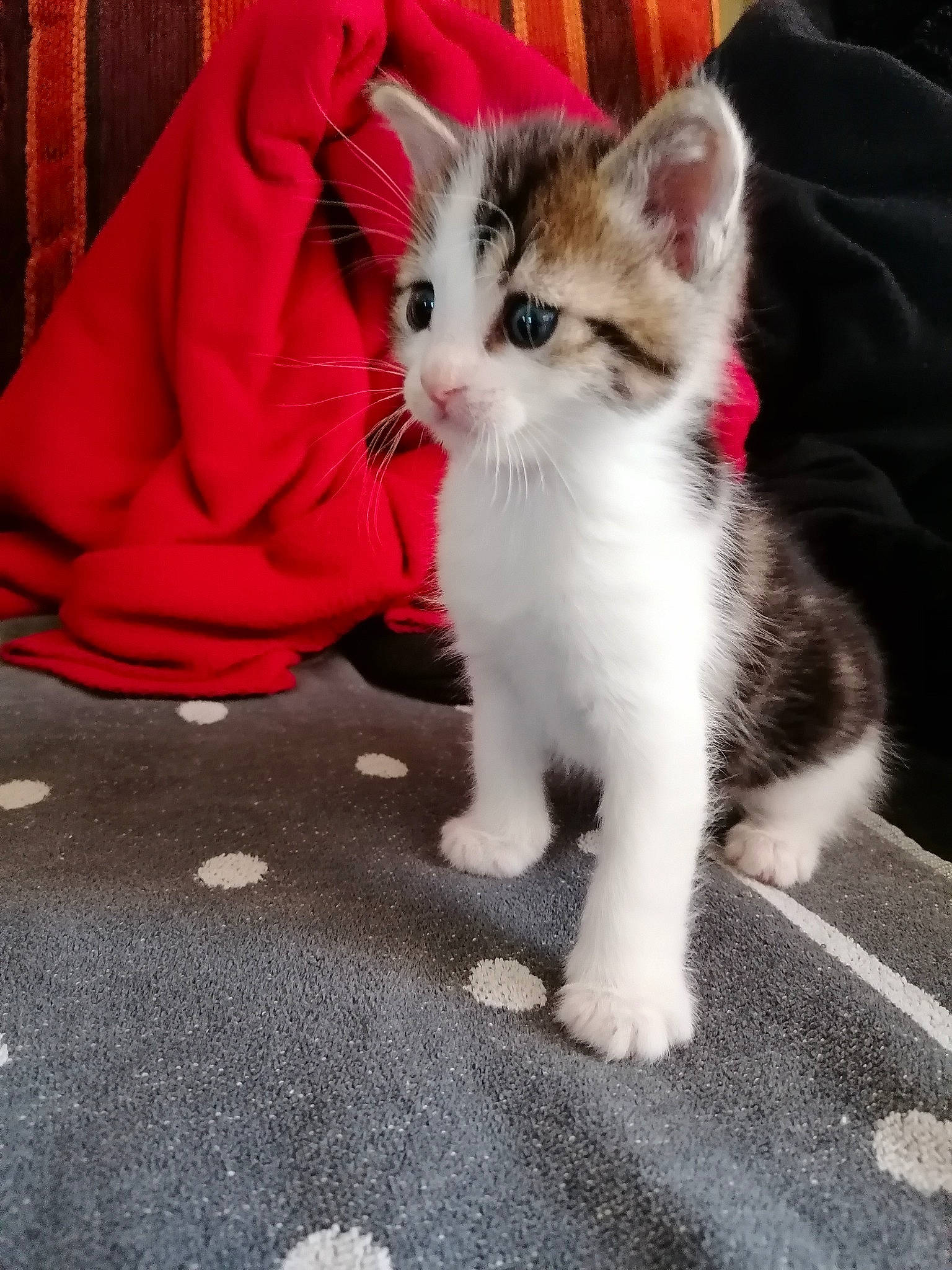 Pistache participe au concours pour gagner de l'argent avec cette photo : aegean_cat, american_wirehair, asian, carnivore, cat, claw, domestic_short_haired_cat, european_shorthair, fawn, felidae, kitten, mammal, munchkin, ojos_azules, paw, polydactyl_cat, small_to_medium_sized_cats, tail, vertebrate, whiskers