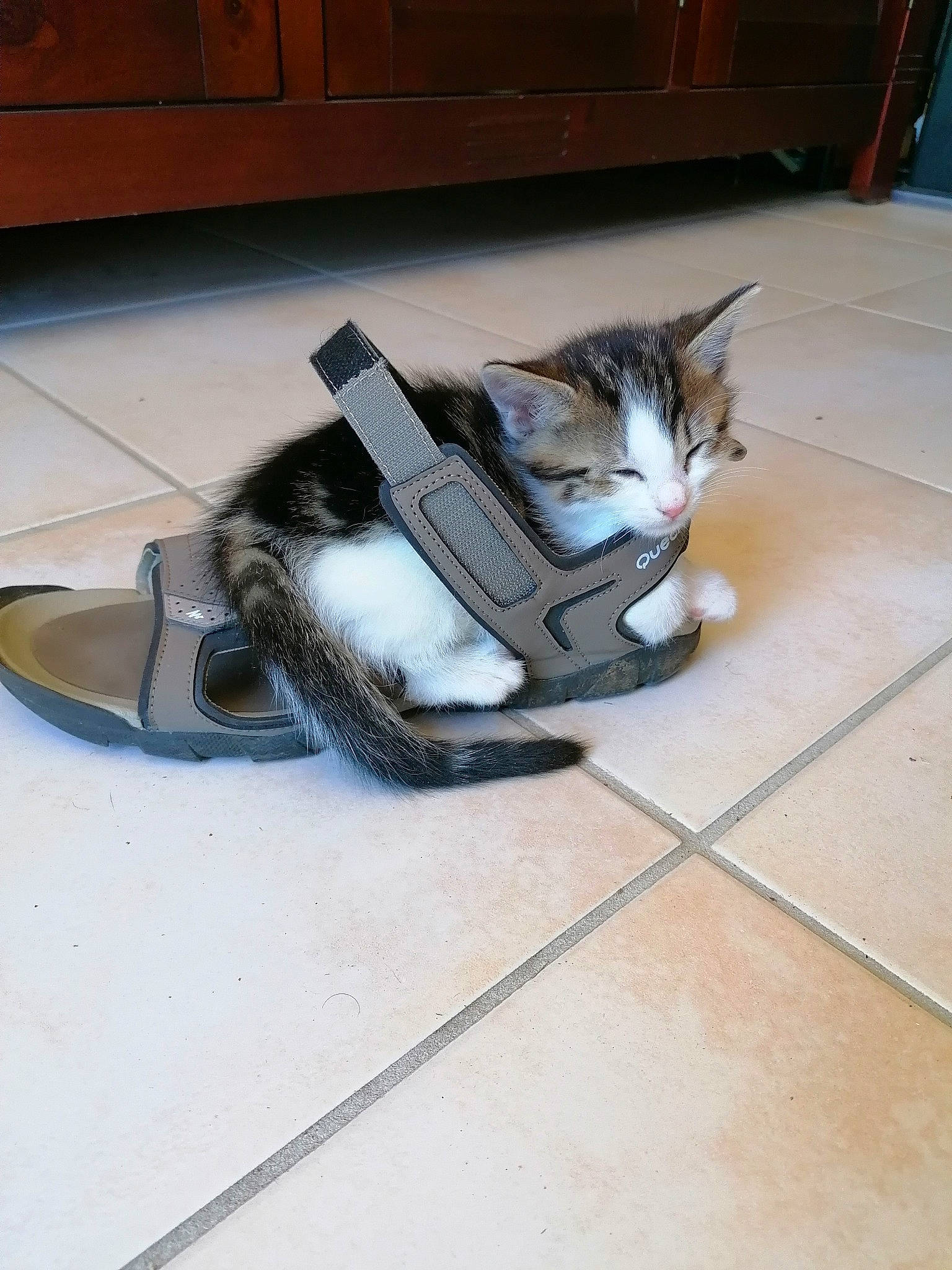 Pistache a rejoint le concours — aidez-le/la à gagner de superbes lots ! aegean_cat, carnivore, cat, domestic_short_haired_cat, european_shorthair, felidae, floor, flooring, kitten, small_to_medium_sized_cats, tail, whiskers