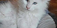 Alaska participe au concours pour gagner de l'argent avec cette photo : animal, bed, blue_eyes, cat, cozy, cute, fluffy, fur, indoor, kitten, paw, pet, pink_pads, portrait, relaxed, resting, soft, white_cat, wooden_wall, young_cat