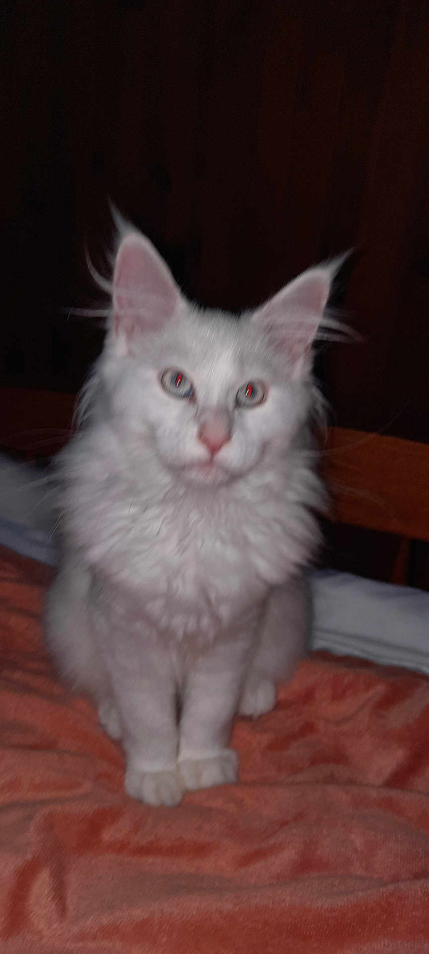 Alaska a rejoint le concours — aidez-le/la à gagner de superbes lots ! cat, white_cat, fluffy, pet, animal, indoor, orange_blanket, feline, red_eye, sitting, fur, whiskers, ears, face, cute, domestic_animal, portrait, bed, soft_texture, looking_at_camera