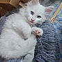 Alaska participe au concours pour gagner de l'argent avec cette photo : kitten, white_cat, blue_eyes, furry, pet_bed, scratching_post, cardboard, indoor, cute, fluffy, relaxed, paw, animal, pet, young_cat, cozy, looking_at_camera, soft_texture, home, domestic_cat