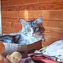 bed, blanket, cardboard_box, cat, cozy, ears, feline, fur, home, indoor, looking_at_camera, pet, plush_toy, relaxed, resting, soft_lighting, tabby, whiskers, wooden_wall, yellow_eyes