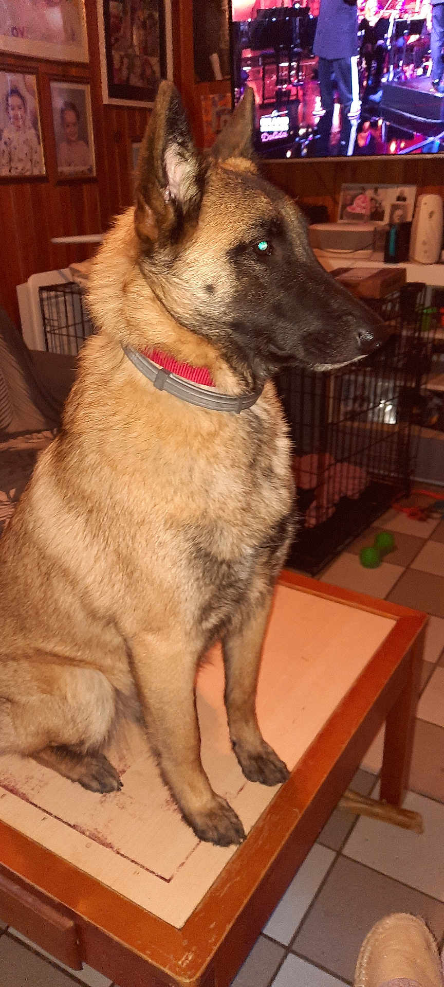 Volta a rejoint le concours — aidez-le/la à gagner de superbes lots ! animal, black, brown, canine, collar, dog, domestic, ears_up, floor_tiles, framed_pictures, furniture, indoor, pet, photos, room, sitting, table, television, watching, wooden_table