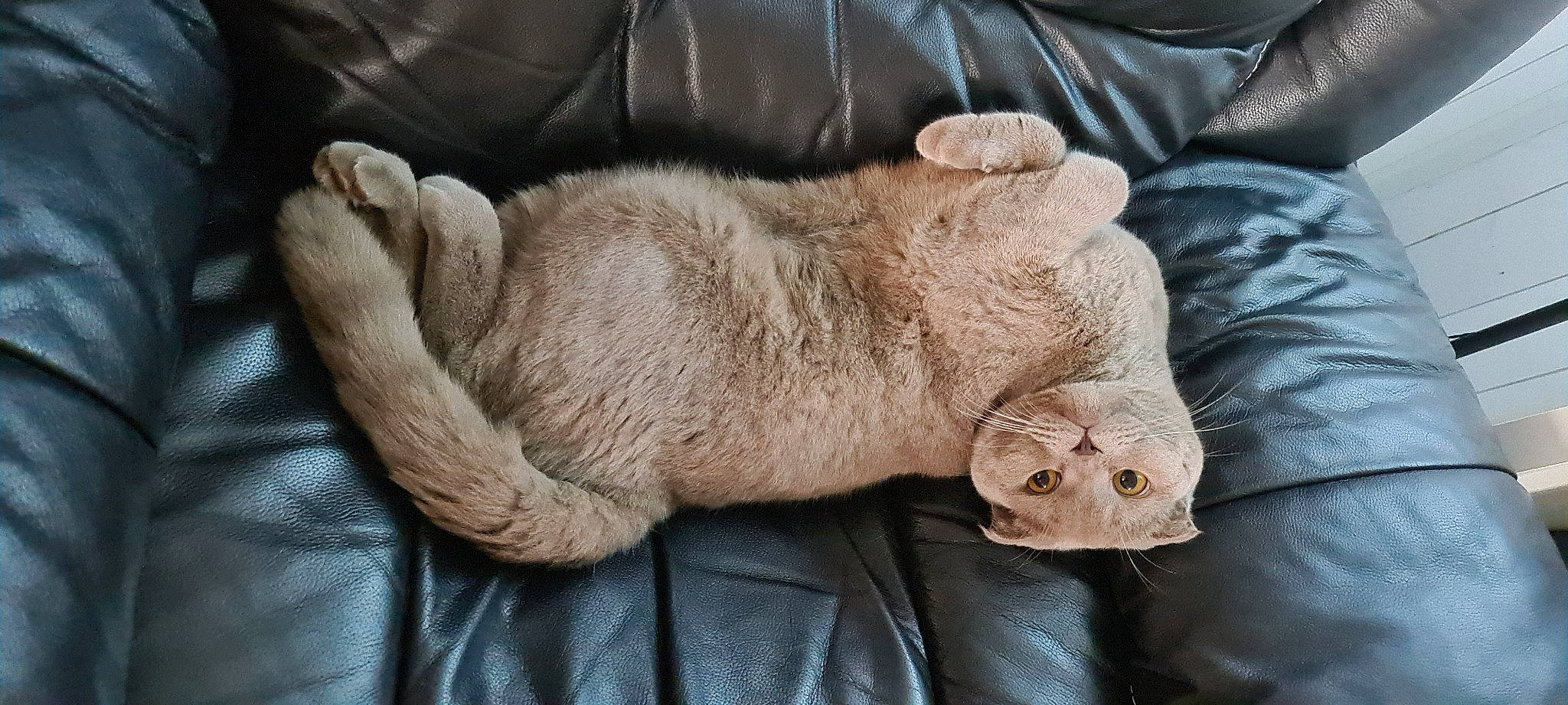 Perçy a rejoint le concours — aidez-le/la à gagner de superbes lots ! carnivore, comfort, companion_dog, dog, dog_breed, ear, fawn, felidae, foot, gesture, human_leg, liver, paw, small_to_medium_sized_cats, sporting_group, tail, terrestrial_animal, whiskers, wood, wrinkle