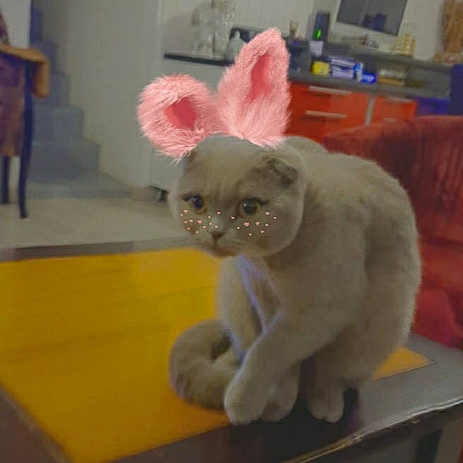 Perçy participe au concours pour gagner de l'argent avec cette photo : carnivore, cat, claw, companion_dog, domestic_short_haired_cat, ear, fawn, felidae, flooring, fur, paw, plush, rabbits_and_hares, small_to_medium_sized_cats, snout, stuffed_toy, tail, toy, whiskers