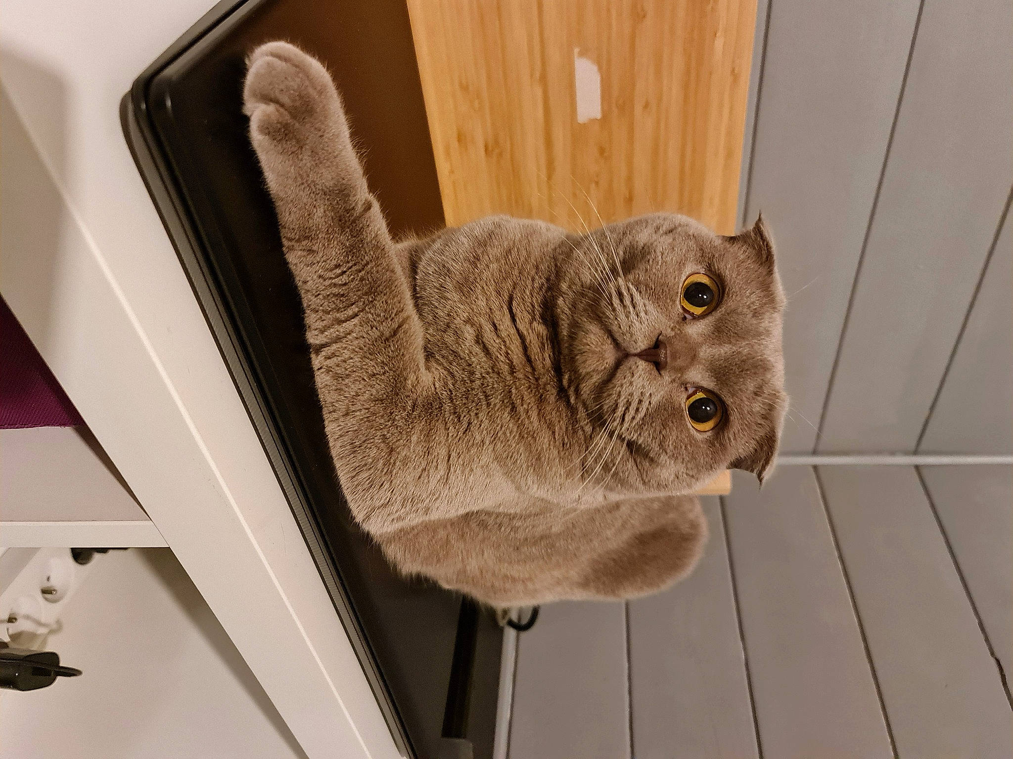 Perçy a rejoint le concours — aidez-le/la à gagner de superbes lots ! art, carnivore, cat, chair, domestic_short_haired_cat, ear, fawn, felidae, flooring, fur, room, shelf, small_to_medium_sized_cats, snout, stuffed_toy, table, tail, whiskers, wood, wool