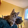 kitten, cat, indoor, furniture, blanket, window, curious, yellow_wall, wooden_table, chair, natural_light, cozy, pet, animal, fur, domestic, relaxed, young_cat, home, portrait