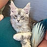 kitten, cat, fluffy, paws, cushion, teal, blue_couch, decorative_pillow, feline, pet, domestic_animal, relaxed, indoor, person_arm, soft_fur, crossed_paws, resting, close_up, cute, young_cat