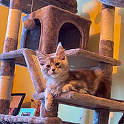 Arès participe au concours pour gagner de l'argent avec cette photo : cat, kitten, cat_tree, furniture, indoor, pet, fur, animal, relaxed, cute, domestic, cozy, yellow_wall, home, resting, playful, curious, mammal, young, portrait
