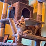 cat, kitten, cat_tree, furniture, indoor, pet, fur, animal, relaxed, cute, domestic, cozy, yellow_wall, home, resting, playful, curious, mammal, young, portrait