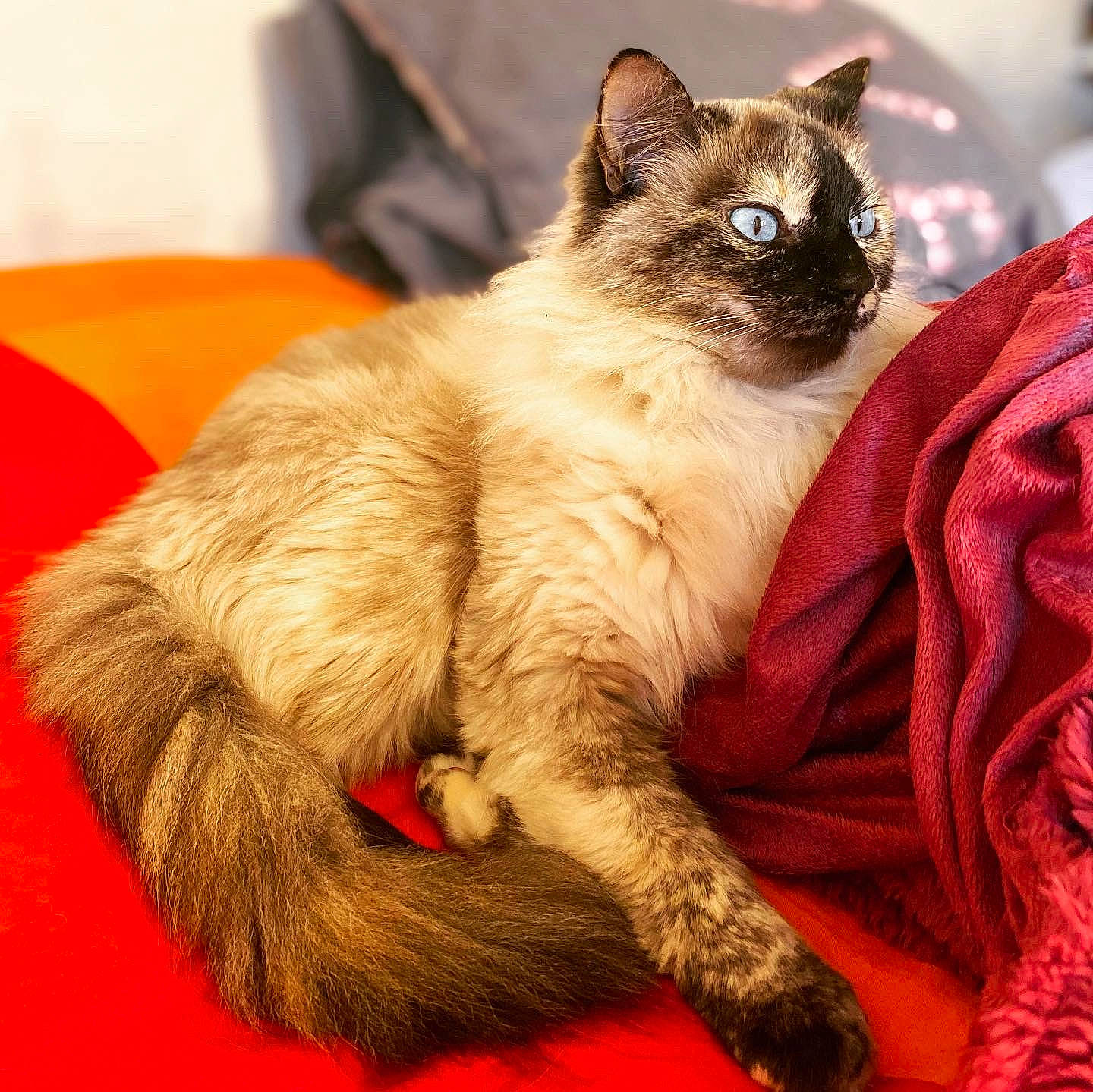 Féline a rejoint le concours — aidez-le/la à gagner de superbes lots ! asian, balinese, birman, carnivore, cat, claw, eye, felidae, fur, javanese, kitten, mammal, ragdoll, siamese, small_to_medium_sized_cats, snowshoe, thai, tonkinese, vertebrate, whiskers
