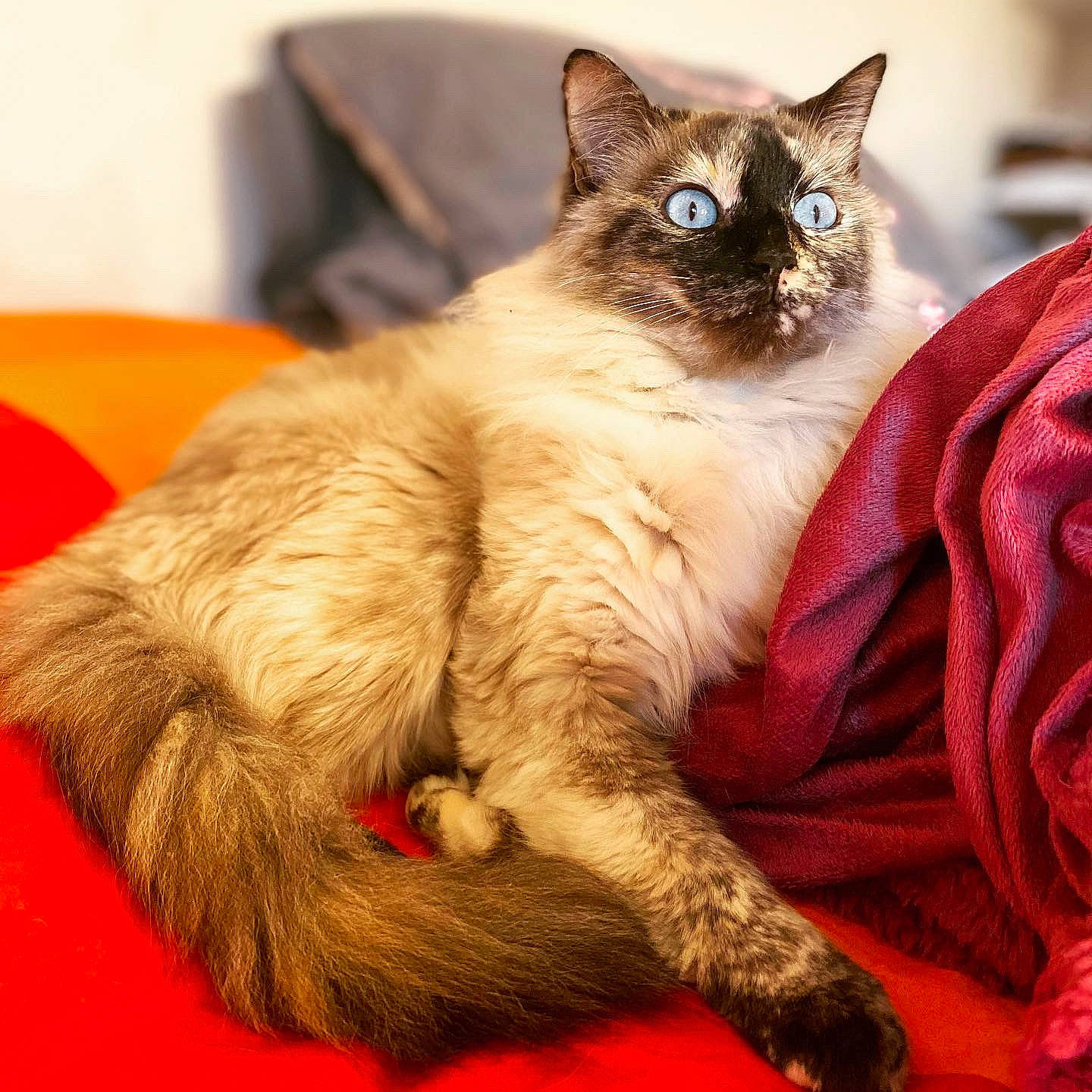 Féline a rejoint le concours — aidez-le/la à gagner de superbes lots ! asian, asian_semi_longhair, balinese, birman, carnivore, cat, fawn, felidae, fur, kitten, mammal, ragdoll, small_to_medium_sized_cats, snowshoe, thai, vertebrate, whiskers