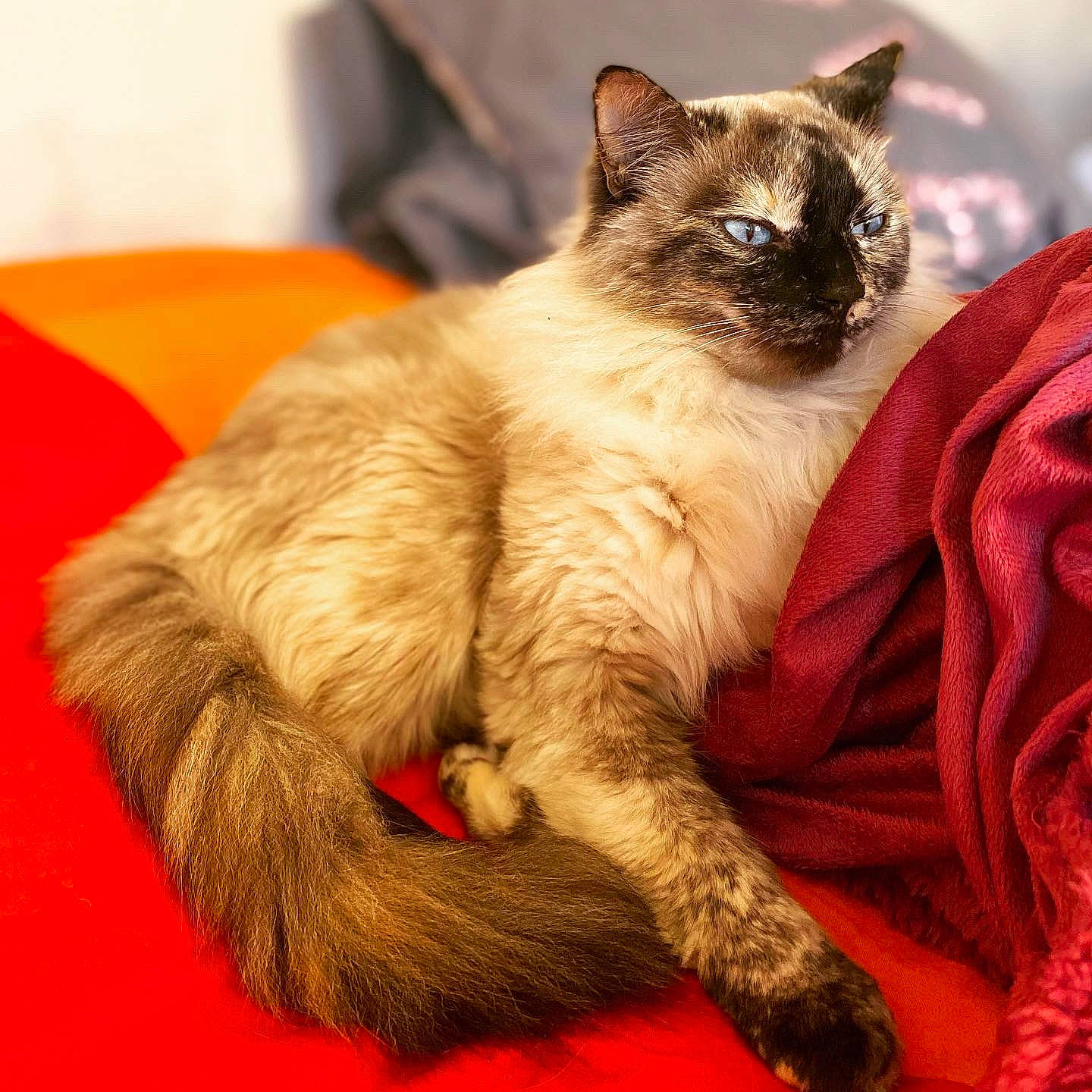 Féline participe au concours pour gagner de l'argent avec cette photo : asian, balinese, birman, burmese, carnivore, cat, fawn, felidae, himalayan, javanese, kitten, mammal, ragdoll, siamese, small_to_medium_sized_cats, snowshoe, thai, tonkinese, vertebrate, whiskers