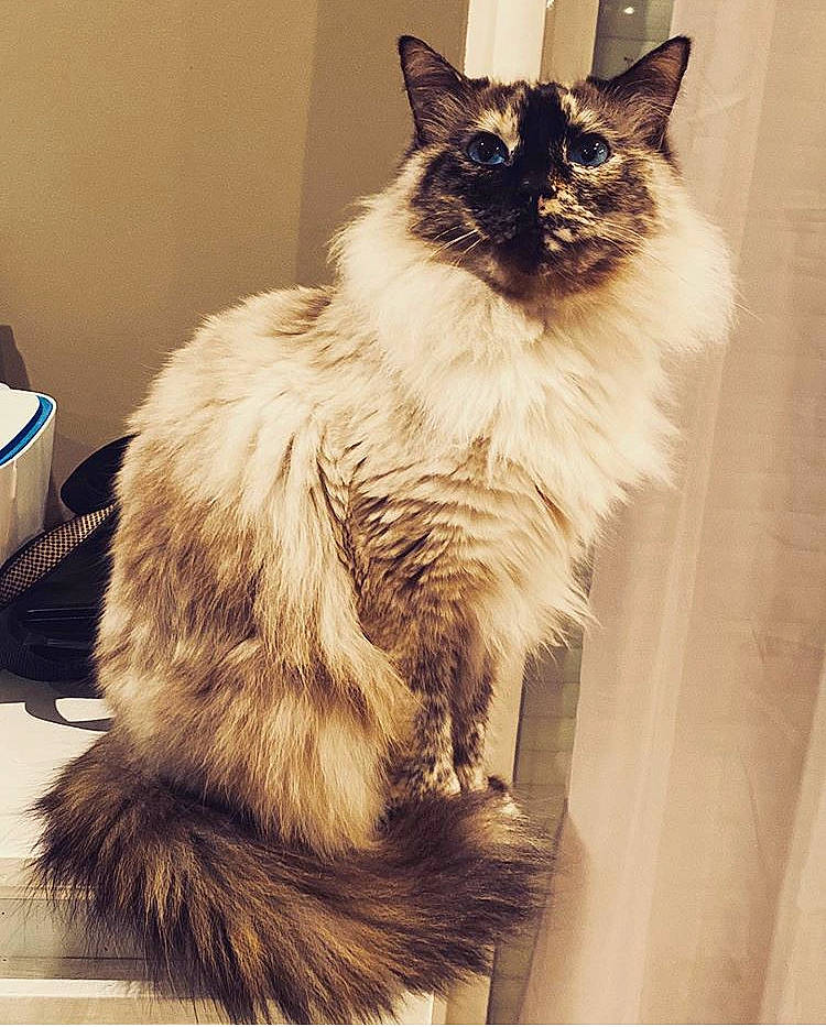 Féline participe au concours pour gagner de l'argent avec cette photo : asian_semi_longhair, balinese, birman, carnivore, cat, domestic_long_haired_cat, felidae, fur, himalayan, maine_coon, mammal, norwegian_forest_cat, ragdoll, small_to_medium_sized_cats, tail, tonkinese, vertebrate, whiskers