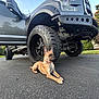 dog, brindle, canine, vehicle, truck, tire, wheel, asphalt, driveway, outdoor, daytime, suburb, grass, tree, sky, pet, collar, resting, parked, nature