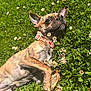 dog, brindle, collar, grass, clover, flowers, outdoor, sunlight, pet, lying_down, nature, summer, relaxed, cute, animal, closeup, daylight, greenery, portrait, canine