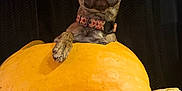 Maple joined the competition — help win amazing prizes! dog, puppy, pumpkin, orange, fall, autumn, pet, animal, cute, small_pumpkin, decor, holiday, indoor, brown_dog, collar, curious, front_paw, still_life, festive, background