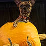 dog, puppy, pumpkin, orange, fall, autumn, pet, animal, cute, small_pumpkin, decor, holiday, indoor, brown_dog, collar, curious, front_paw, still_life, festive, background
