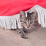 Alita a rejoint le concours — aidez-le/la à gagner de superbes lots ! kitten, cat, tabby, sand, fringe, curious, animal, outdoor, pet, small, young, whiskers, ears, claws, feline, cute, nature, texture, red, playful