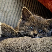 Alma a rejoint le concours — aidez-le/la à gagner de superbes lots ! animal, blanket, cat, closeup, cozy, cute, ears, feline, fur, gray_cat, indoors, kitten, paw, pet, relaxing, resting, sleepy, soft_texture, whiskers, white_paws