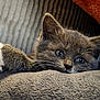 animal, blanket, cat, closeup, cozy, cute, ears, feline, fur, gray_cat, indoors, kitten, paw, pet, relaxing, resting, sleepy, soft_texture, whiskers, white_paws