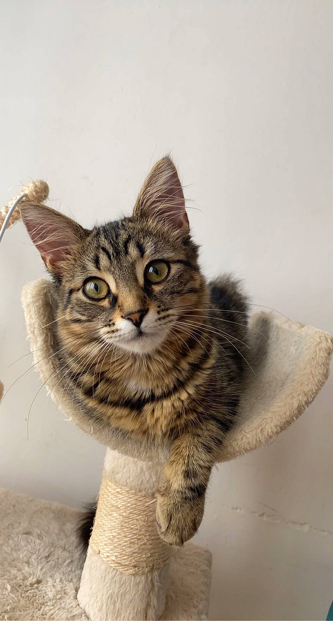 Perle participe au concours pour gagner de l'argent avec cette photo : art, carnivore, cat, claw, domestic_short_haired_cat, felidae, fur, illustration, iris, paw, sitting, small_to_medium_sized_cats, snout, tail, terrestrial_animal, tree, whiskers, wildlife, window, wood