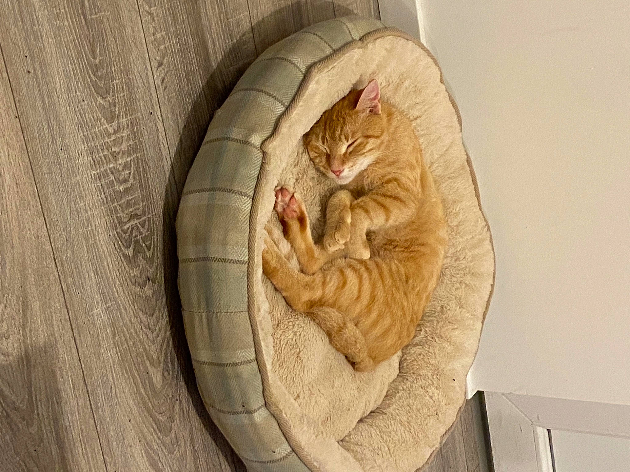 Rio participe au concours pour gagner de l'argent avec cette photo : art, artifact, carnivore, cat, circle, comfort, felidae, fur, jaw, linens, pattern, paw, relief, sculpture, sleeve, small_to_medium_sized_cats, visual_arts, whiskers, wood, wrinkle